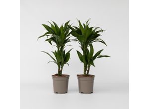 6097224764737 - Plant in a Box - Drachenbaum - 2 Stk - Dracaena deremensis Janet Craig - Höhe 60-70cm - Topf 17cm