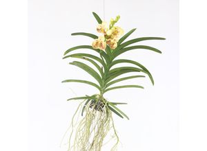 6097225120174 - Plant in a Box - Vanda-Orchidee - Vanda Sunanda Yellow Henna - Höhe 65-75cm