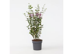 6097225156197 - Plant in a Box - Flieder - Syringa Bloomerang - Höhe 55-65cm - Topf 19cm