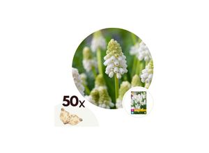 6097225348370 - Plant in a Box - Traubenhyazinthen - 50 Stk - Muscari White Magic - Blumenzwiebeln - Weiß