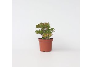 6097225541504 - Plant in a Box - Jadepflanze - Crassula ovata Minor - Höhe 45-50cm - Topf 23cm