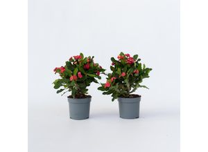 6097225618695 - Plant in a Box - Christusdorn - 2 Stk - Euphorbia Milii - Höhe 25-35cm - Topf 13cm