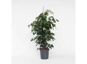 6097225754713 - Plant in a Box - Geigenpflanze - Ficus benjamina Danielle - Höhe 100-110cm - Topf 21cm