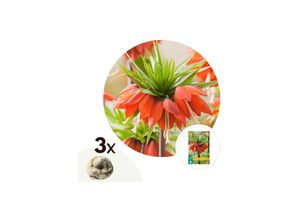 6097225985902 - Plant in a Box - Kaiserkronen - 3 Stk - Fritillaria rubra - Blumenzwiebeln - Orange 6097225985902 - Plant in a Box - Kaiserkronen - 3 Stk - Fritillaria rubra - Blumenzwiebeln - Orange