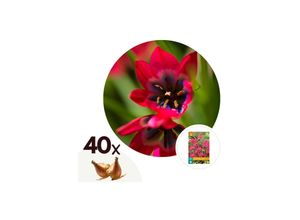 6097226376327 - Plant in a Box - Tulpenzwiebeln - 40 Stk - Tulipa Little Beauty - Blumenzwiebeln - Rot