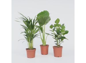 6097226412438 - Plant in a Box - Frische grüne Zimmerpflanzen - 3 Stk - Höhe 50-70cm - Topf 17cm