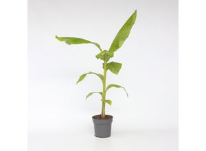 6097226477499 - Plant in a Box - Bananenpflanze - Musa basjoo - Höhe 55-70cm - Topf 21cm