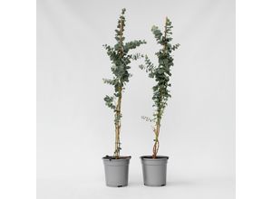 6097226536523 - Plant in a Box - Eukalyptus - 2 Stk - Eucalyptus cinerea Silver Dollar - Höhe 100-110cm - Topf 19cm