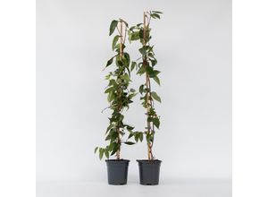 6097227223286 - Plant in a Box - Geißblatt - 2 Stk - Lonicera henryi Copper Beauty - Höhe 110-120cm - Topf 17cm