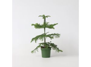 6097227328363 - Plant in a Box - Norfolktanne - Araucaria heterophylla - Höhe 45-55cm - Topf 14cm