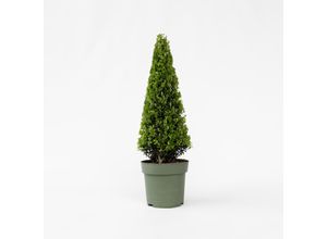 6097227872811 - Plant in a Box - Japanische Stechpalme - Ilex crenata Jenny - Höhe 55-65cm - Topf 21cm