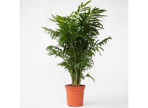 6097228145105 - Plant in a Box - Bergpalme - Chamaedorea elegans - Höhe 80-90cm - Topf 20cm