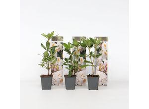 6097228150192 - Plant in a Box - Rhododendren - 3 Stk - Rhododendron cunninghams white - Höhe 25-40cm - Topf 9cm