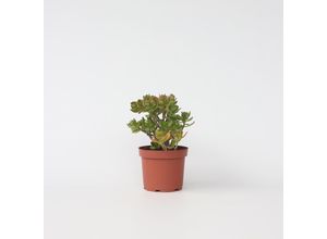 6097228263205 - Plant in a Box - Jadepflanze - Crassula ovata Hobbit - Höhe 45-50cm - Topf 23cm