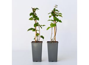 6097228546599 - Plant in a Box - Brombeerpflanzen - 2 Stk - Rubus fruticosus Thornfree - Höhe 50-60cm - Topf 15cm