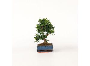 6097228555546 - Plant in a Box - Bonsaibaume - Carmona microphylla - Höhe 20-30cm - Topf 15cm