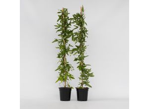 6097228621623 - Plant in a Box - Passionsblume - 2 Stk - Passiflora x violacea Victoria - Höhe 110-120cm - Topf 17cm