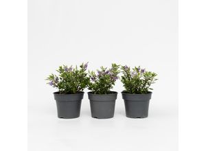 6097229154120 - Plant in a Box - Strauchveronika - 3 Stk - Hebe All Blooms Siara - Höhe 30-35cm - Topf 13cm 6097229154120 - Plant in a Box - Strauchveronika - 3 Stk - Hebe All Blooms Siara - Höhe 30-35cm - Topf 13cm