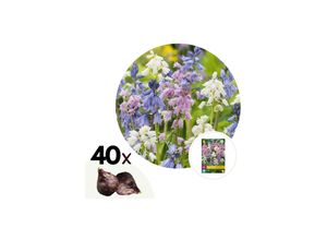 6097229215241 - Plant in a Box - Hyazinthenzwiebeln - 40 Stk - Hyacinthoides Hispanica - Blumenzwiebeln