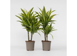 6097229410400 - Plant in a Box - Drachenbaum - 2 Stk - Dracaena deremensis Lemon Lime - Höhe 60-70cm - Topf 17cm