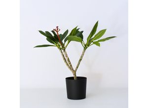 6097229448410 - Plant in a Box - Hawaii-Palme - Plumeria rubra - Höhe 55-70cm - Topf 17cm