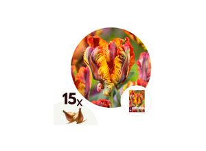 6097229839805 - Plant in a Box - Tulpenzwiebeln - 15 Stk - Tulipa Rasta Parrot - Blumenzwiebeln - Weiß 6097229839805 - Plant in a Box - Tulpenzwiebeln - 15 Stk - Tulipa Rasta Parrot - Blumenzwiebeln - Weiß