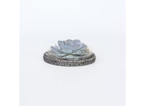 6097230739705 - Plant in a Box - Koala Bowl - Echeveria lilacina - Höhe 8cm