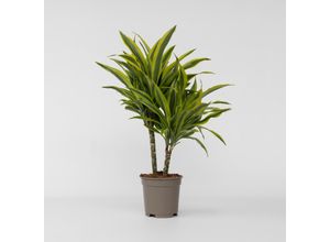 6097230851872 - Plant in a Box - Drachenbaum - Dracaena deremensis Lemon Lime - Höhe 60-70cm - Topf 17cm