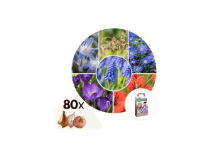 6097231091031 - Plant in a Box - Glückliche Biene - 80 Stk - Anemon Chionodoxa Muscari NectarTulipa - Zwiebeln