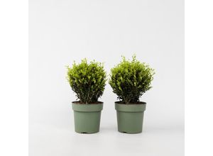 6097231394392 - Plant in a Box - Japanische Stechpalme - Ilex crenata Jenny - Höhe 30-40cm - Topf 17cm