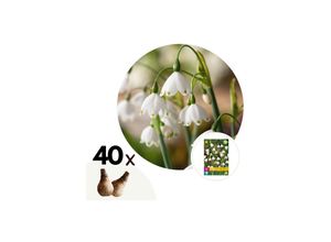 6097231830876 - Plant in a Box - Frühlingsglocke - 40 Stk - Leucojum aestivium - Blumenzwiebeln - Weiß