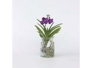 6097231937919 - Plant in a Box - Vanda-Orchidee - Vanda Blue - Höhe 40-50cm - Topf 14cm