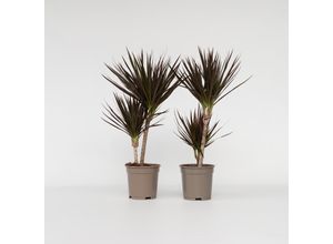 6097232050006 - Plant in a Box - Drachenbaum - 2 Stk - Dracaena marginata Magenta - Höhe 70-80cm - Topf 17cm