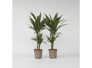 6097232235267 - Plant in a Box - Drachenbaum - 2 Stk - Dracaena Deremensis Warneckei - Höhe 60-70cm - Topf 17cm