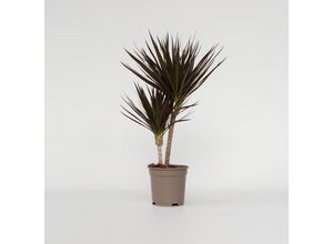 6097232374379 - Plant in a Box - Drachenbaum - Dracaena marginata Magenta - Höhe 70-80cm - Topf 17cm