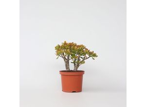 6097232425446 - Plant in a Box - Jadepflanze - Crassula ovata Sunset - Höhe 30-35cm - Topf 17cm