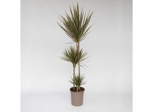 6097232598539 - Plant in a Box - Drachenbaum - Dracaena marginata Bicolor - Höhe 110-130cm - Topf 24cm