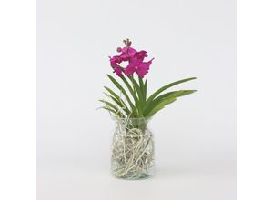 6097232751774 - Plant in a Box - Vanda-Orchidee - Vanda Cerise - Höhe 40-50cm - Topf 14cm