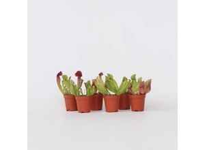 6097233353311 - Plant in a Box - Schlauchpflanze - 6 Stk - Sarracenia purpurea - Höhe 15-20cm - Topf 6cm