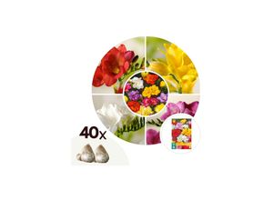 6097233567589 - Plant in a Box - Freesien - 40 Stk - Freesia Mix - Blumenzwiebeln - Mehrfarbig