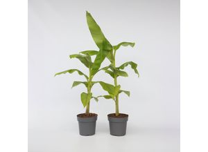 6097233943901 - Plant in a Box - Bananenpflanze - 2 Stk - Musa basjoo - Höhe 55-70cm - Topf 21cm