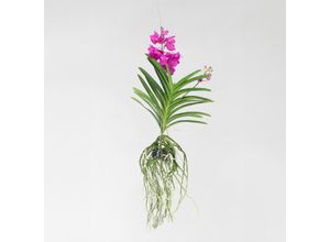 6097234084030 - Plant in a Box - Vanda-Orchidee - Vanda Tayanee Cerise - Höhe 55-65cm