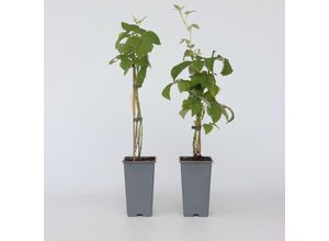 6097234226294 - Plant in a Box - Himbeerpflanze - 2 Stk - Rubus idaeus Malling Promise - Höhe 50-60cm - Topf 15cm