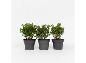 6097234527599 - Plant in a Box - Strauchveronika - 3 Stk - Hebe All Blooms Ranaia - Höhe 30-35cm - Topf 13cm