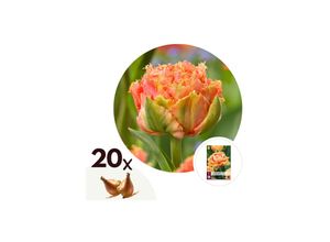 6097234710724 - Plant in a Box - Tulpenzwiebeln - 20 Stk - Tulipa Brisbane - Blumenzwiebeln - Rosa