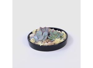 6097234719789 - Plant in a Box - Garden Mix Schwarz - Echeveria lilacina - Höhe 8cm