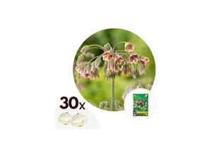 6097235689630 - Plant in a Box - Alliumzwiebeln - 30 Stk - Allium Nectaroscordum - Blumenzwiebeln - Rosa
