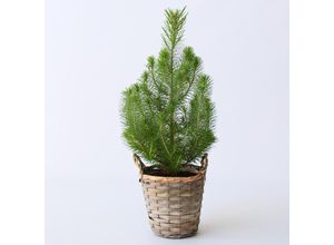 6097236081013 - Plant in a Box - Pinie - Pinus Pinea Silver Crest - Höhe 40-50cm - Topf 15cm