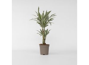 6097236819890 - Plant in a Box - Drachenbaum - Dracaena deremensis White Stripe - Höhe 60-70cm - Topf 17cm