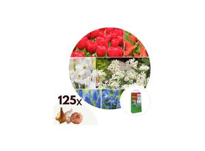 6097236830819 - Plant in a Box - Blumenzwiebelmischung - 125 Stk - Tulipa Narcissus Scilla Allium Muscari